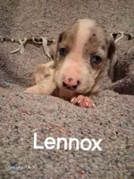 Lennox , a male Catahoula Leopard Dog for sale in Breaux Bridge, LA – 4 of 6