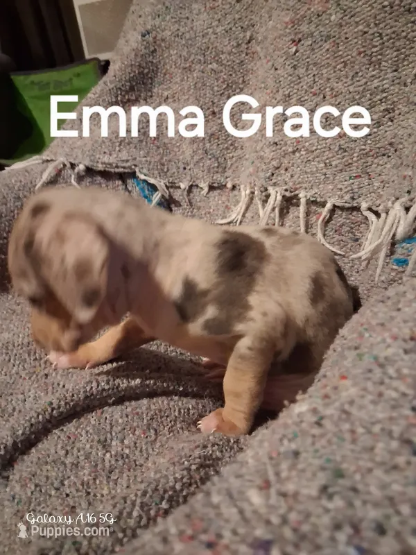 Emma Grace – Catahoula Leopard Dog puppy for sale in Breaux Bridge, LA