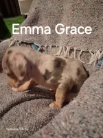 Emma Grace, a female Catahoula Leopard Dog for sale in Breaux Bridge, LA – 3 of 5