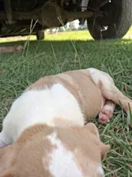 Dark big patch Merle , a male Catahoula Leopard Dog for sale in Breaux Bridge, LA – 7 of 10