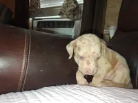 Lindsey , a male Catahoula Leopard Dog for sale in Breaux Bridge, LA – 6 of 7