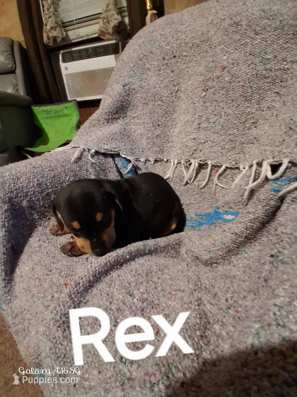 Rex – Catahoula Leopard Dog puppy for sale in Breaux Bridge, LA