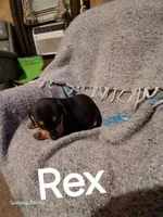 Rex, a male Catahoula Leopard Dog for sale in Breaux Bridge, LA – 3 of 5