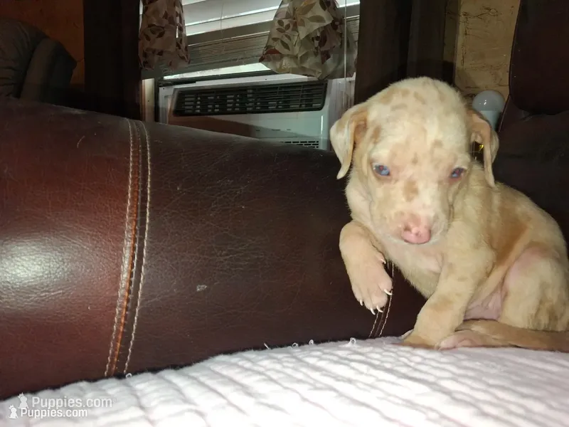 Lindsey  – Catahoula Leopard Dog puppy for sale in Breaux Bridge, LA