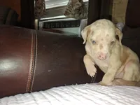Lindsey , a male Catahoula Leopard Dog for sale in Breaux Bridge, LA – 3 of 7