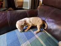 Doc, a male Catahoula Leopard Dog for sale in Breaux Bridge, LA – 2 of 6