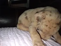 Sadie , a female Catahoula Leopard Dog for sale in Breaux Bridge, LA – 6 of 6