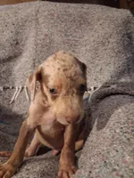 Dude , a male Catahoula Leopard Dog for sale in Breaux Bridge, LA – 6 of 9