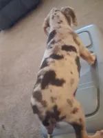 Marylen, a female Catahoula Leopard Dog for sale in Breaux Bridge, LA – 3 of 5