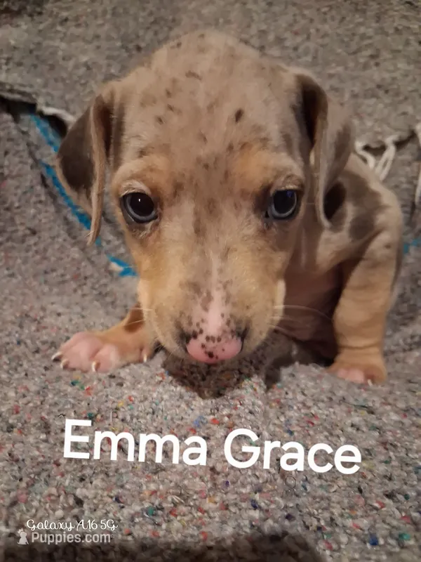 Emma Grace – Catahoula Leopard Dog puppy for sale in Breaux Bridge, LA