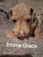 Emma Grace, a female Catahoula Leopard Dog for sale in Breaux Bridge, LA – 1 of 5
