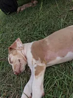 Dark big patch Merle , a male Catahoula Leopard Dog for sale in Breaux Bridge, LA – 2 of 10
