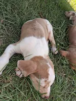 Dark big patch Merle , a male Catahoula Leopard Dog for sale in Breaux Bridge, LA – 8 of 10