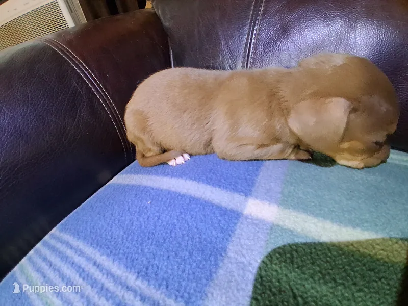 George  – Catahoula Leopard Dog puppy for sale in Breaux Bridge, LA