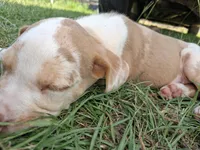 Dark big patch Merle , a male Catahoula Leopard Dog for sale in Breaux Bridge, LA – 10 of 10