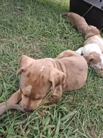 2 spotts, a female Catahoula Leopard Dog for sale in Breaux Bridge, LA – 7 of 10