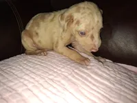 Lindsey , a male Catahoula Leopard Dog for sale in Breaux Bridge, LA – 5 of 7