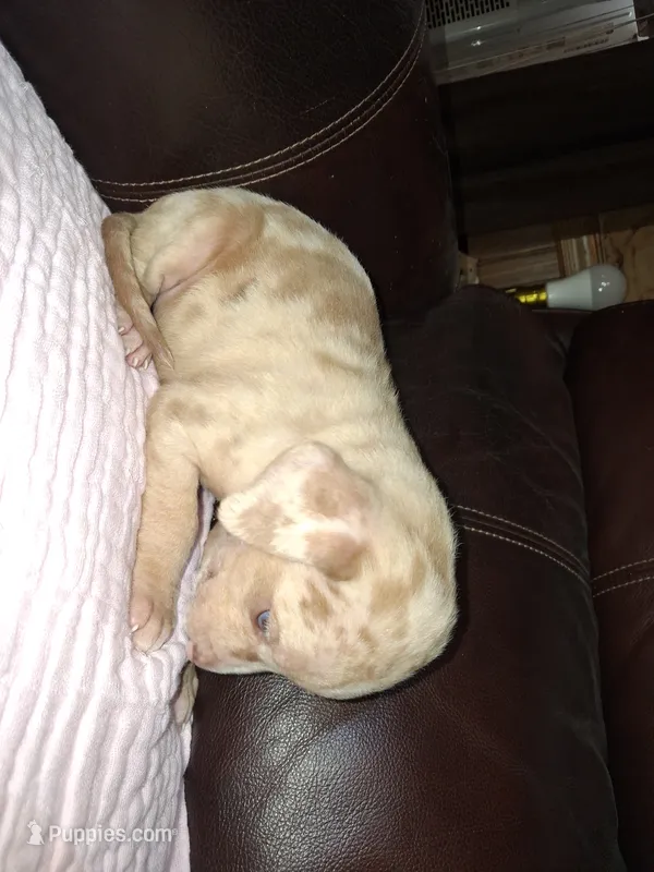 Lindsey  – Catahoula Leopard Dog puppy for sale in Breaux Bridge, LA