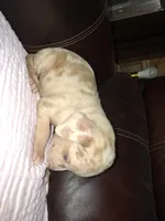 Lindsey , a male Catahoula Leopard Dog for sale in Breaux Bridge, LA – 1 of 7