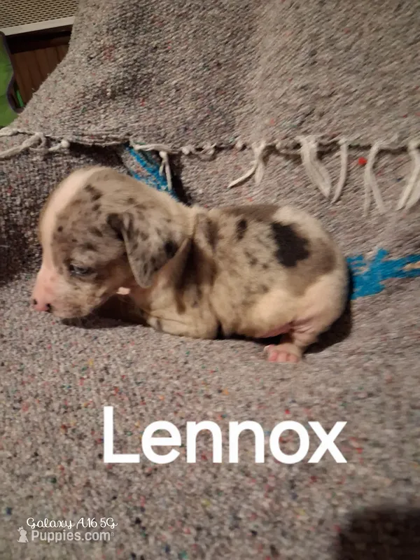 Lennox  – Catahoula Leopard Dog puppy for sale in Breaux Bridge, LA