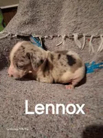Lennox , a male Catahoula Leopard Dog for sale in Breaux Bridge, LA – 1 of 6