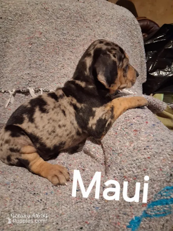 Maui – Catahoula Leopard Dog puppy for sale in Breaux Bridge, LA