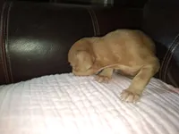 Marylen, a female Catahoula Leopard Dog for sale in Breaux Bridge, LA – 5 of 7