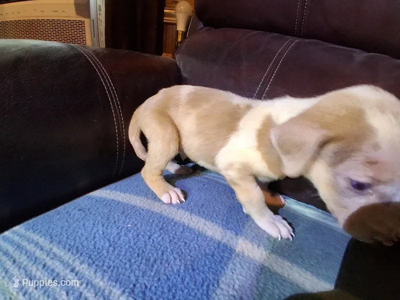 Doc – Catahoula Leopard Dog puppy for sale in Breaux Bridge, LA