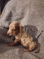 Dude , a male Catahoula Leopard Dog for sale in Breaux Bridge, LA – 8 of 9