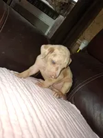 Lindsey , a male Catahoula Leopard Dog for sale in Breaux Bridge, LA – 2 of 7