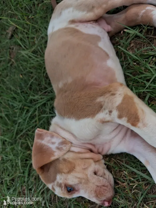 Dark big patch Merle  – Catahoula Leopard Dog puppy for sale in Breaux Bridge, LA