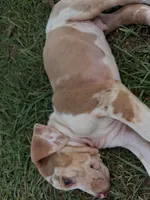 Dark big patch Merle , a male Catahoula Leopard Dog for sale in Breaux Bridge, LA – 5 of 10