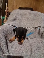 Rex, a male Catahoula Leopard Dog for sale in Breaux Bridge, LA – 5 of 5