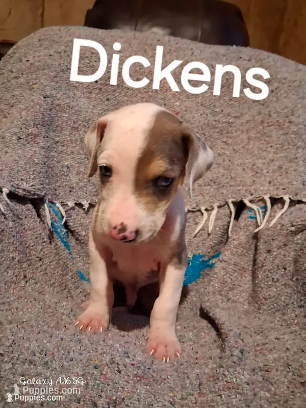 Dickens  – Catahoula Leopard Dog puppy for sale in Breaux Bridge, LA