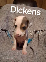 Dickens , a male Catahoula Leopard Dog for sale in Breaux Bridge, LA – 4 of 4