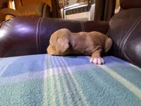 George , a male Catahoula Leopard Dog for sale in Breaux Bridge, LA – 3 of 4
