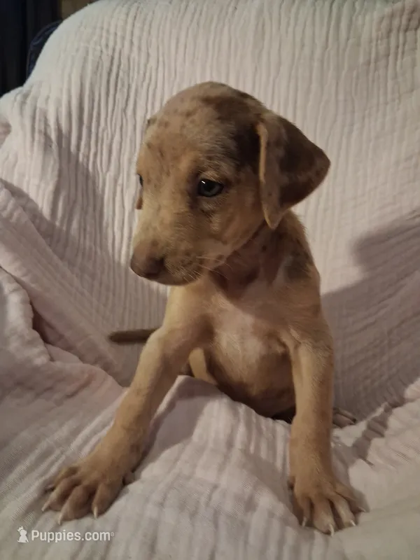 Sadie  – Catahoula Leopard Dog puppy for sale in Breaux Bridge, LA