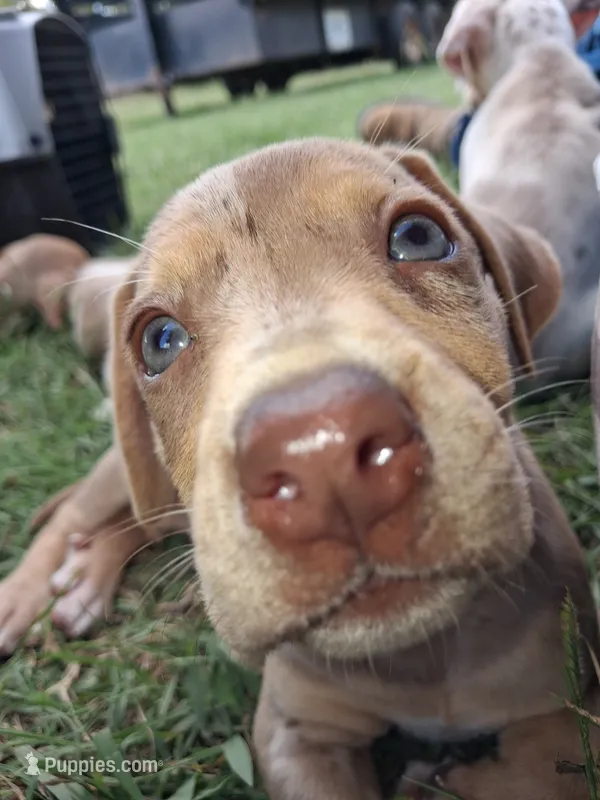 2 spotts – Catahoula Leopard Dog puppy for sale in Breaux Bridge, LA