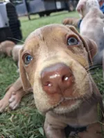 2 spotts, a female Catahoula Leopard Dog for sale in Breaux Bridge, LA – 5 of 10