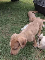 2 spotts, a female Catahoula Leopard Dog for sale in Breaux Bridge, LA – 6 of 10