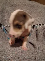 Dickens , a male Catahoula Leopard Dog for sale in Breaux Bridge, LA – 2 of 4