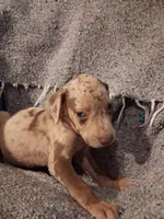 Dude , a male Catahoula Leopard Dog for sale in Breaux Bridge, LA – 5 of 9