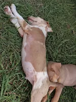 Dark big patch Merle , a male Catahoula Leopard Dog for sale in Breaux Bridge, LA – 9 of 10