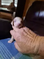 Doc, a male Catahoula Leopard Dog for sale in Breaux Bridge, LA – 6 of 6