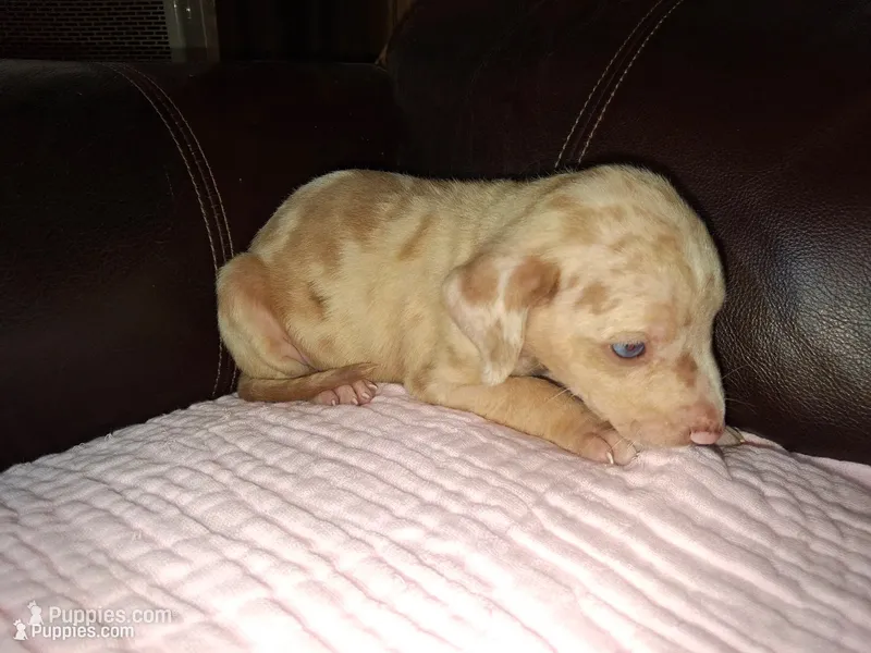 Lindsey  – Catahoula Leopard Dog puppy for sale in Breaux Bridge, LA