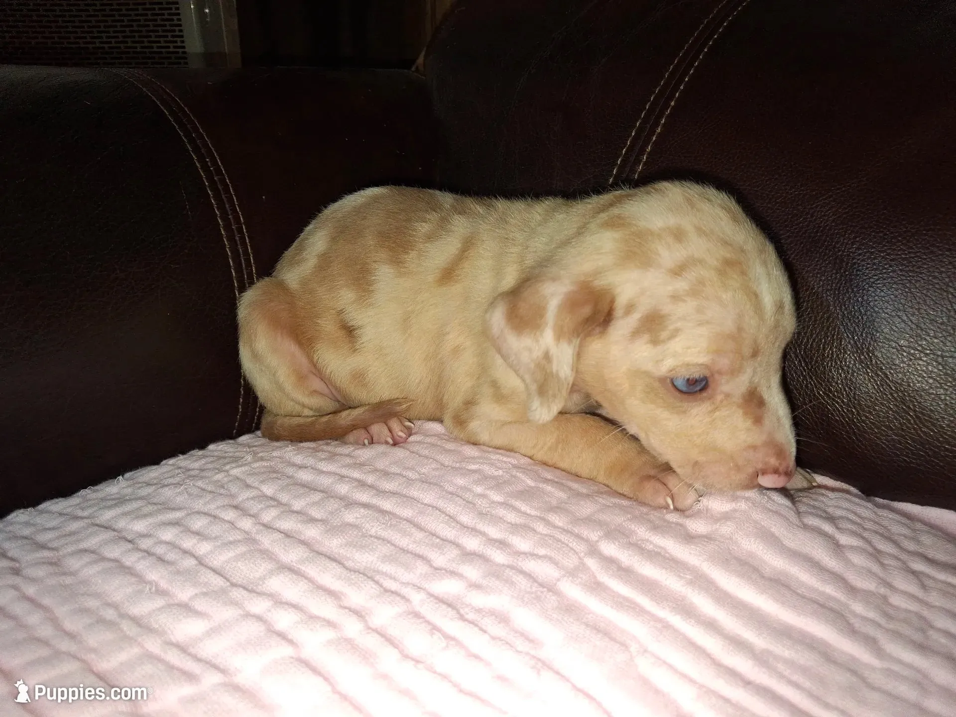 Lindsey , a female Catahoula Leopard Dog for sale in Breaux Bridge, LA – 1 of 8
