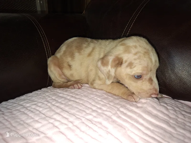 Lindsey  – Catahoula Leopard Dog puppy for sale in Breaux Bridge, LA
