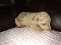 Lindsey , a male Catahoula Leopard Dog for sale in Breaux Bridge, LA – 7 of 7