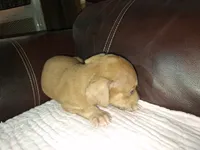 Marylen, a female Catahoula Leopard Dog for sale in Breaux Bridge, LA – 3 of 7