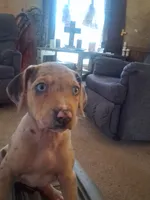 Marylen, a female Catahoula Leopard Dog for sale in Breaux Bridge, LA – 2 of 5